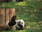 Daycare for pandas actually exists