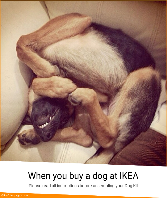 When you buy a dog at IKEA