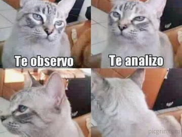 Los gatos y sus reglas