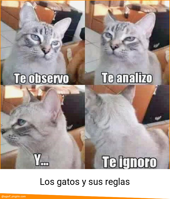 Los gatos y sus reglas