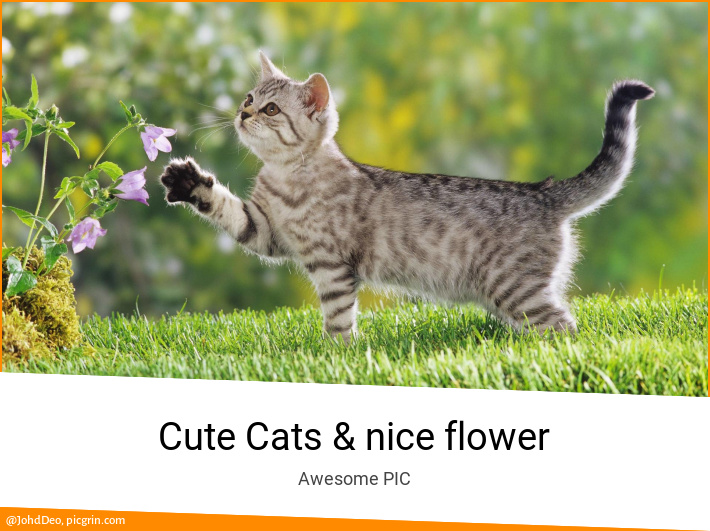 Cute Cats & nice flower