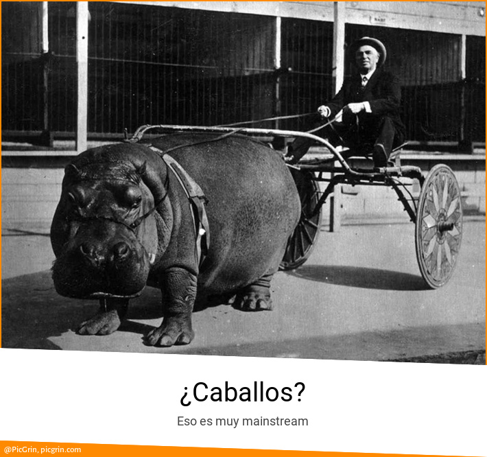 ¿Caballos?