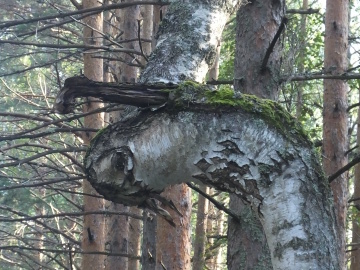Horned birch