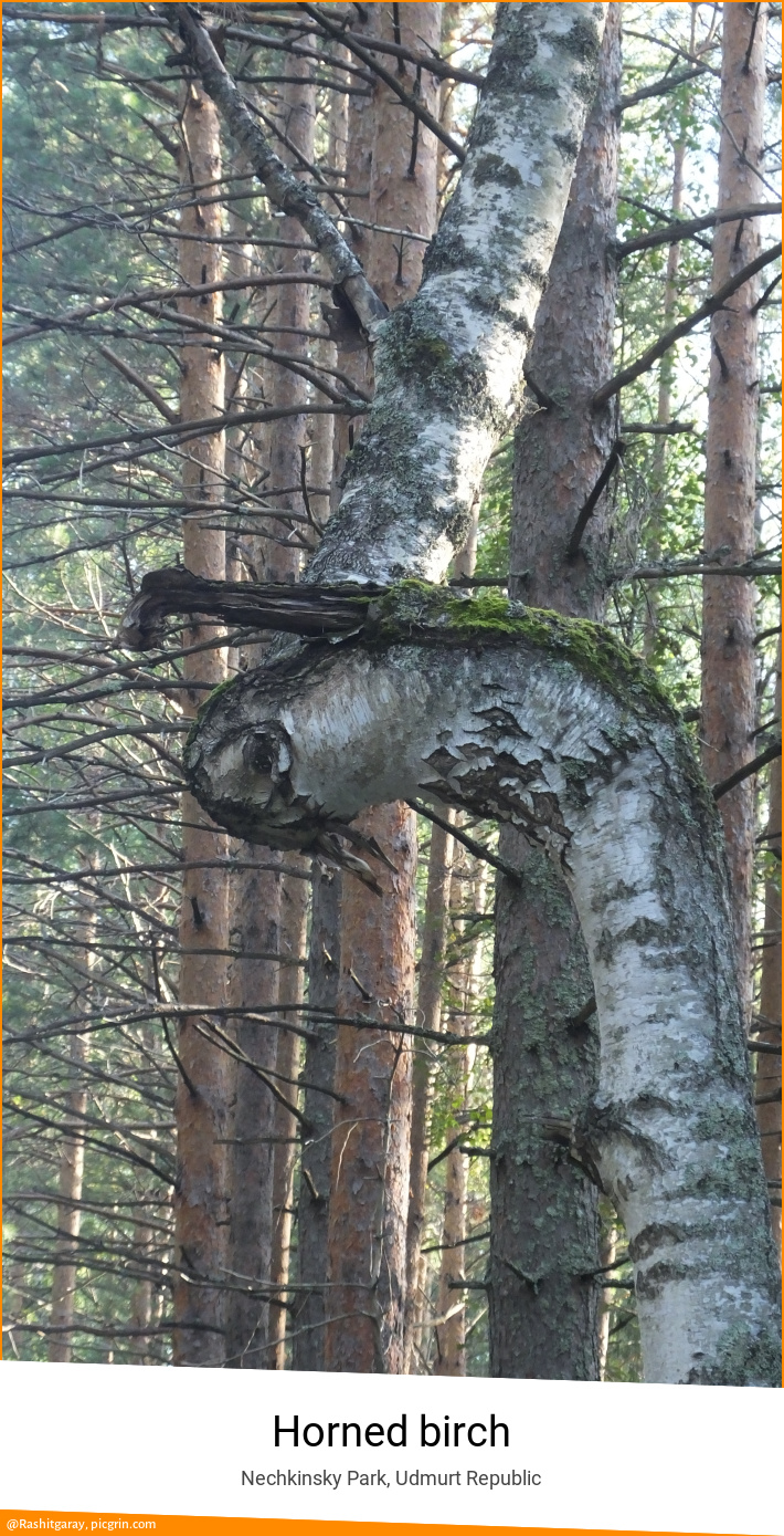 Horned birch