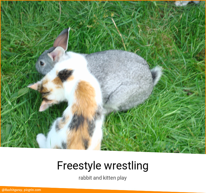 Freestyle wrestling