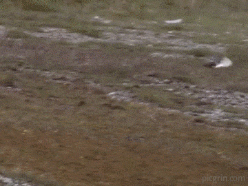 En los exámenes finales...