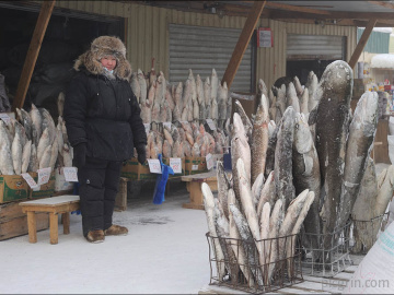 Fish section of a Russian supermarket