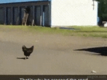 Why did the chicken cross the road?