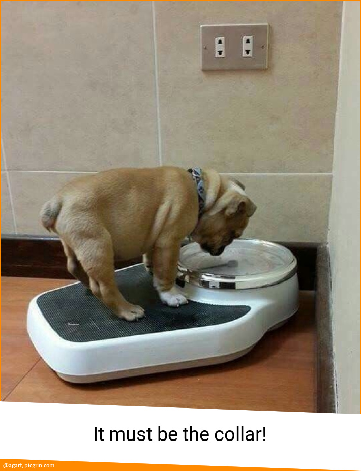 It must be the collar!