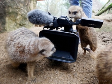 Meerkats at the zoo.