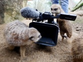 Meerkats at the zoo.