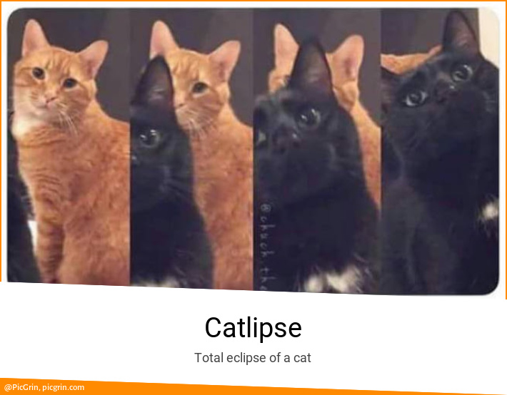 Catlipse