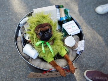 Dog Halloween parade in new York. USA