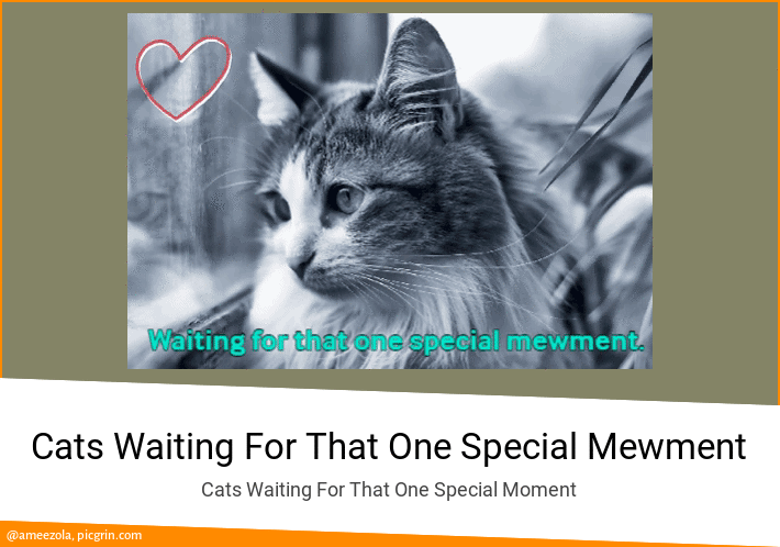 Cats Waiting For That One Special Mewment